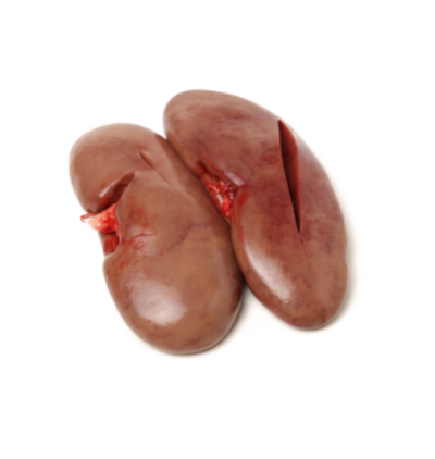 pig kidney